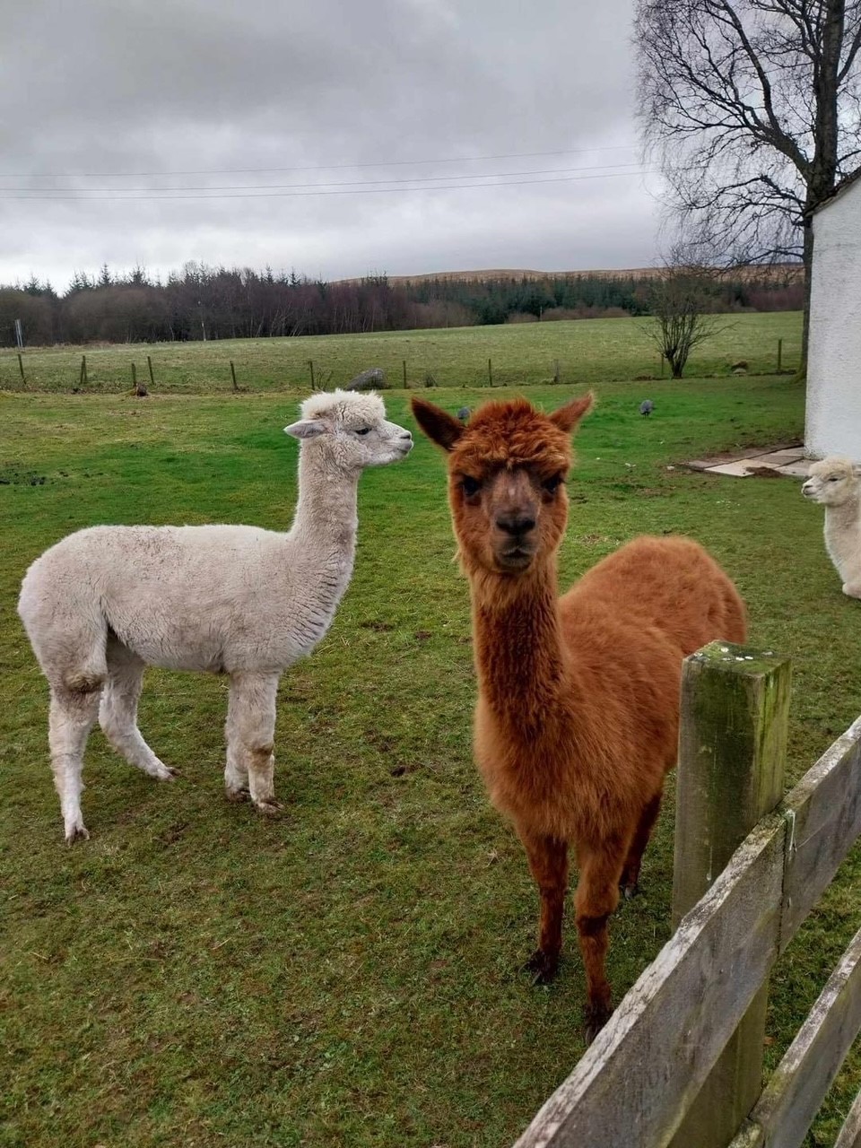 Image showing three alpacas in field