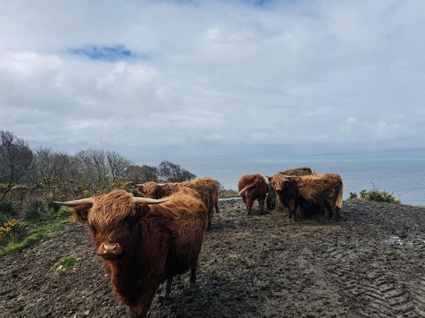 image showing a group of highland cows in a field with water and trees in the background