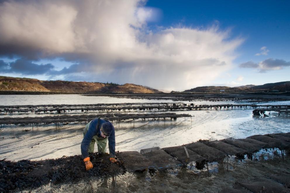 Oyster collecting on Mull