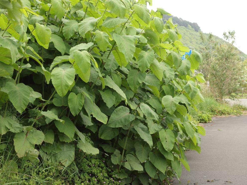 Japanese knotweed