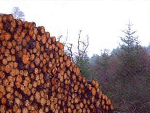 pile of timber