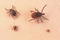 4 ticks of different sizes