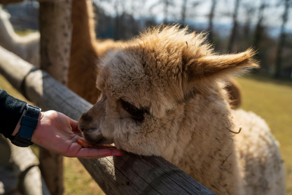 A hand holding out food to a small alpaca