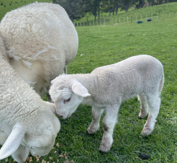 three lambs