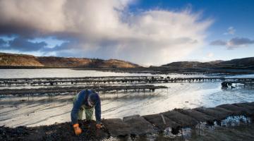 Oyster collecting on Mull