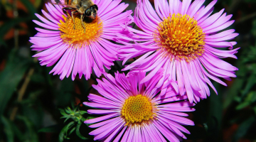 a bee on a purple flower