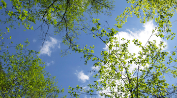 treetops against a blue sky with small white clouds