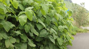 Japanese knotweed