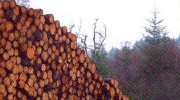 pile of timber