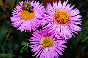 a bee on a purple flower