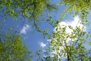 treetops against a blue sky with small white clouds