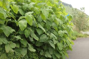 Japanese knotweed