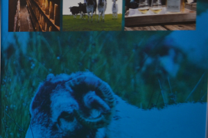 Food from Argyll stand