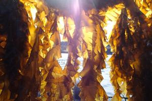 Seaweed